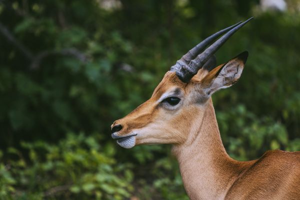 An impala photographed at Chobe National Park by Roger Erdvig Unsplash. 1