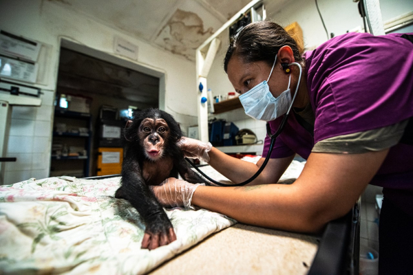 Chimpanzee bushmeat trade victim.jpg