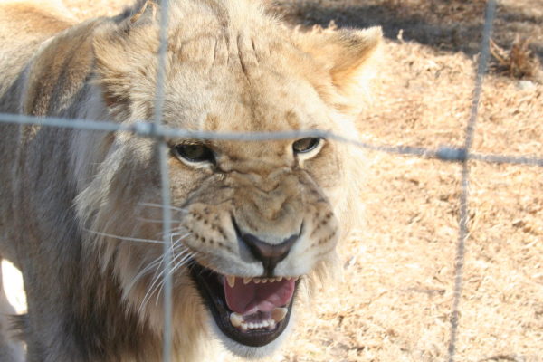 Copyright Blood Lions. A captive male.jpg