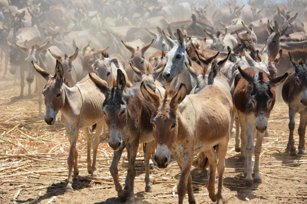 Donkeys are trafficked across borders in Africa.jpg