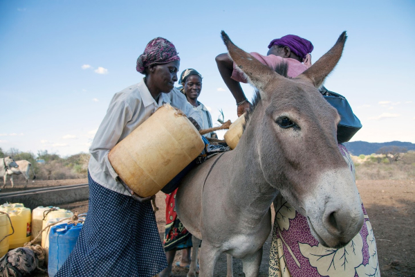 Donkeys are used to transport water in Africa.jpg
