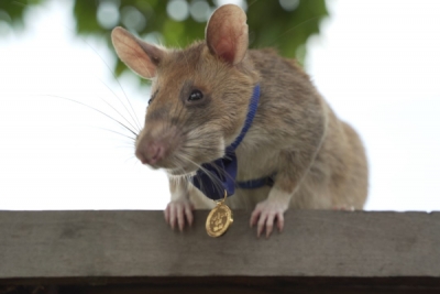 Africa's sniffer rats to the rescue